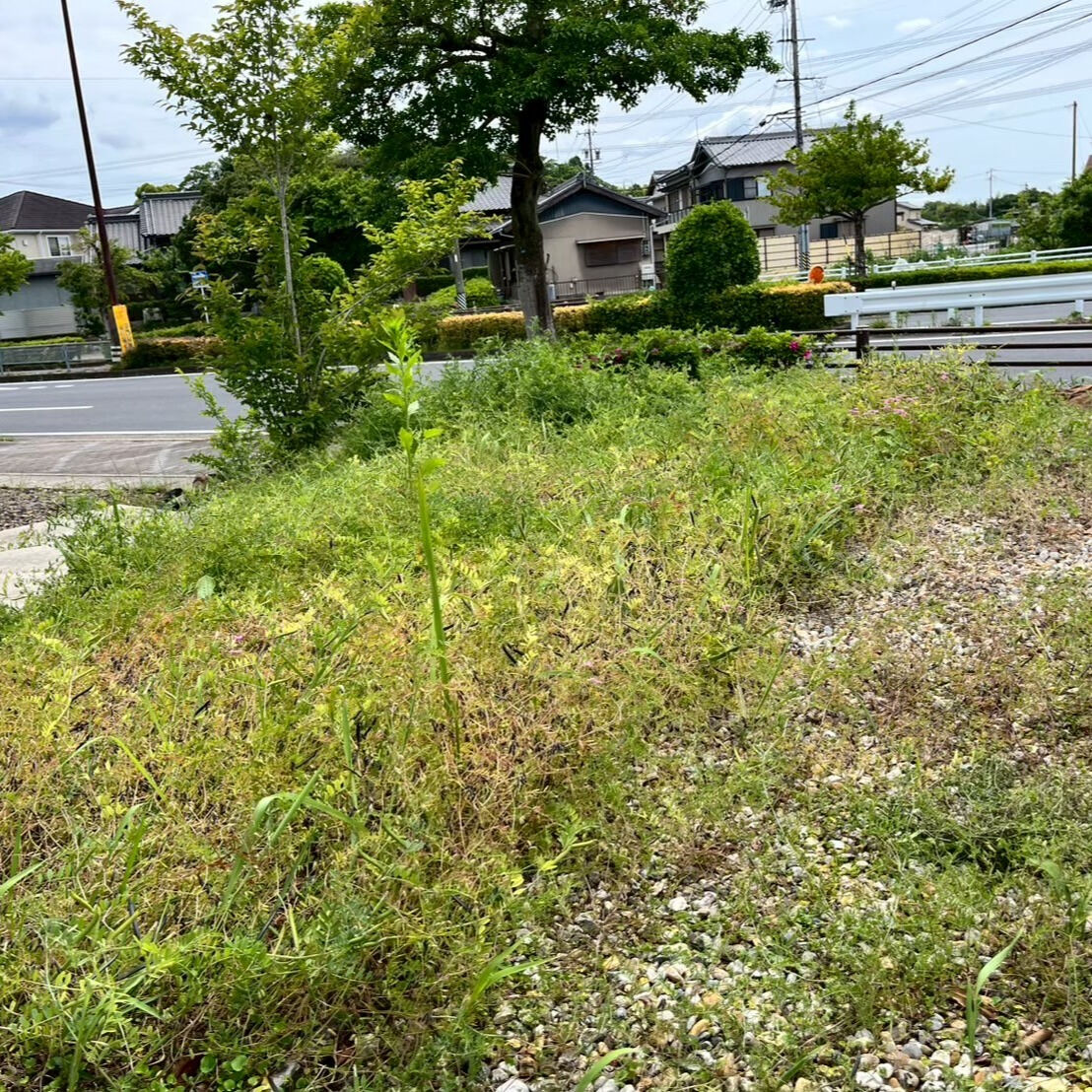 ⭐草抜きシーズン本番⭐