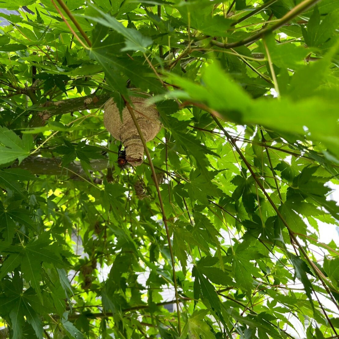 ⭐害虫駆徐もお任せ下さい⭐