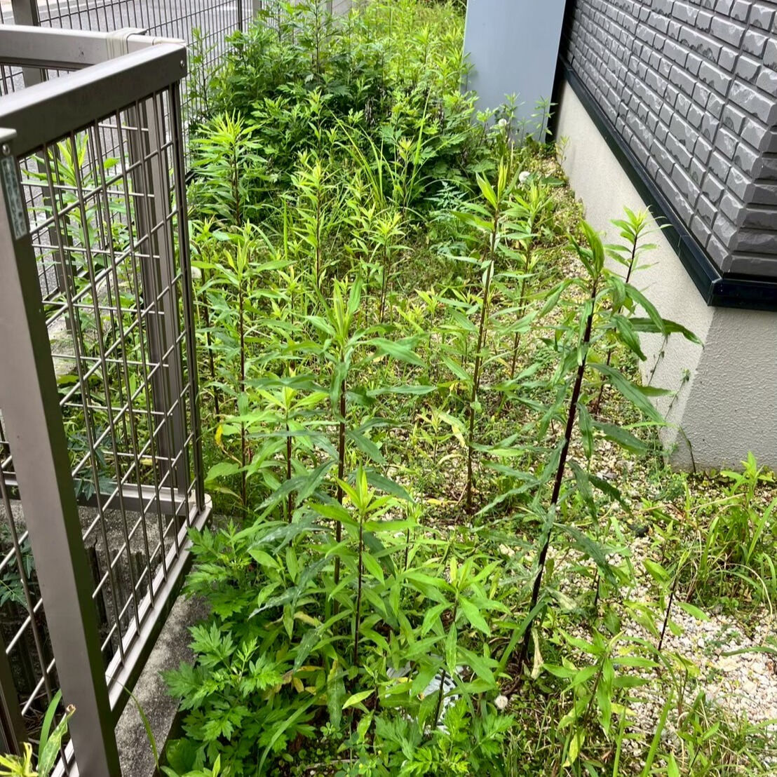 ⭐草刈・剪定⭐