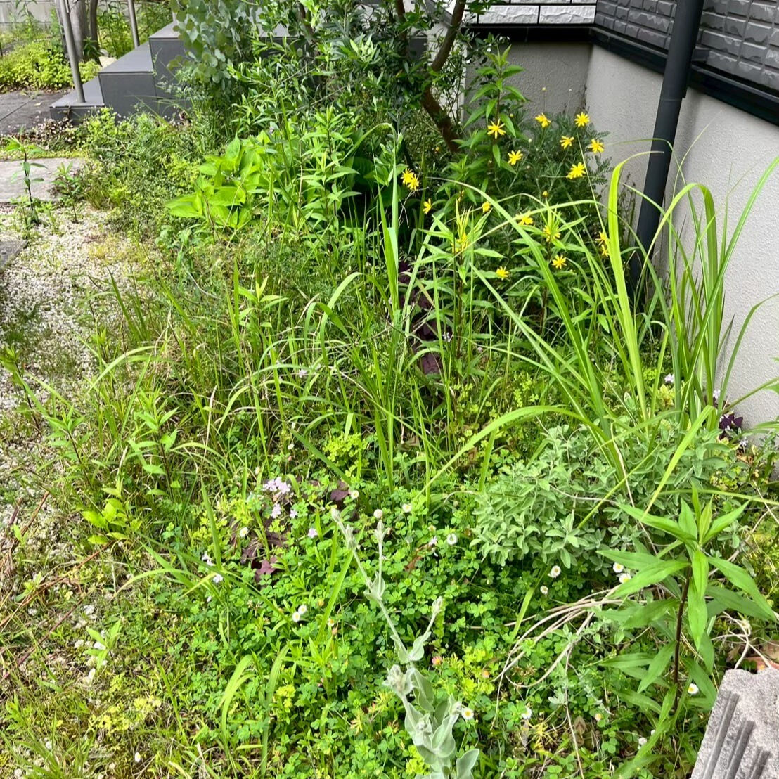 ⭐草刈・剪定⭐