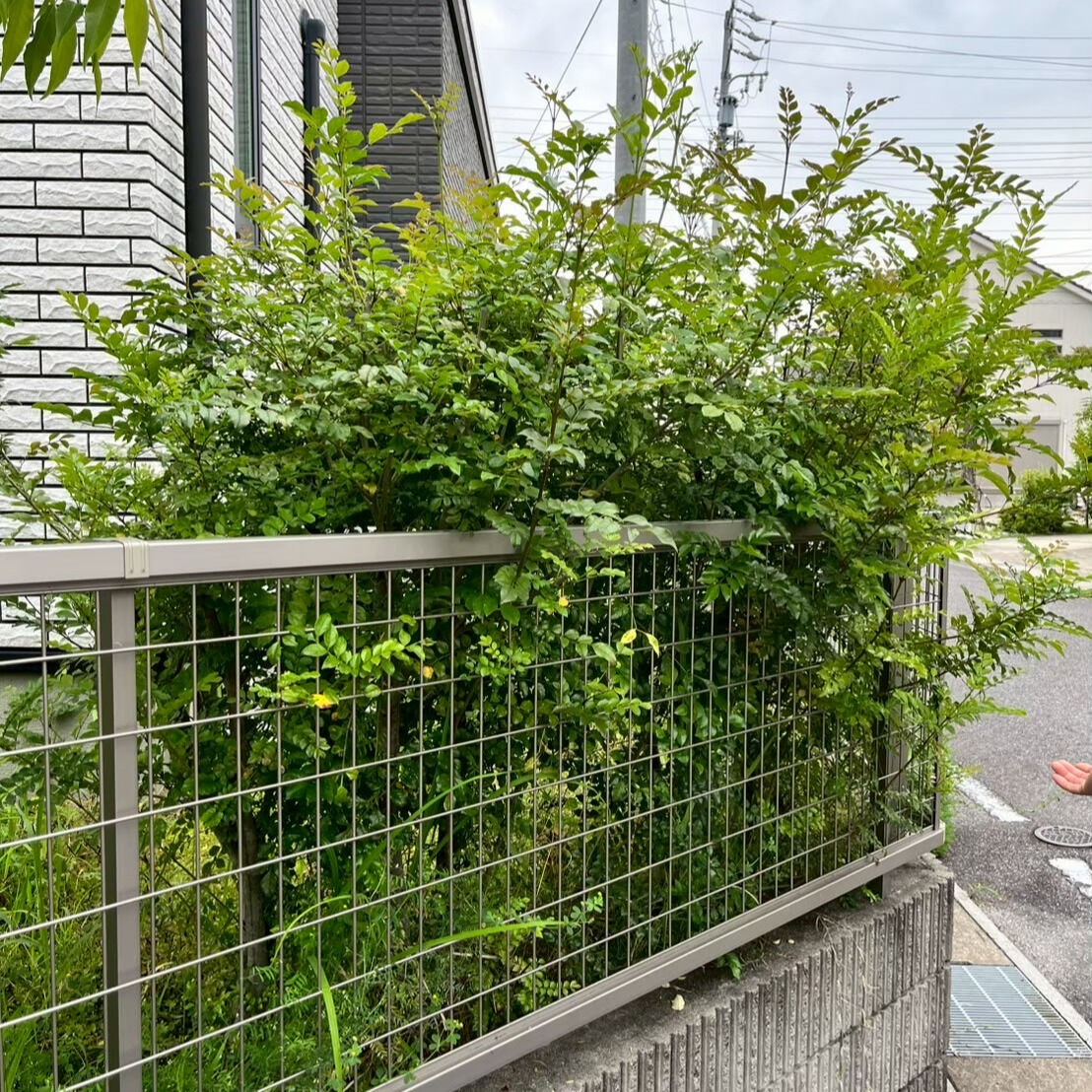 ⭐草刈・剪定⭐