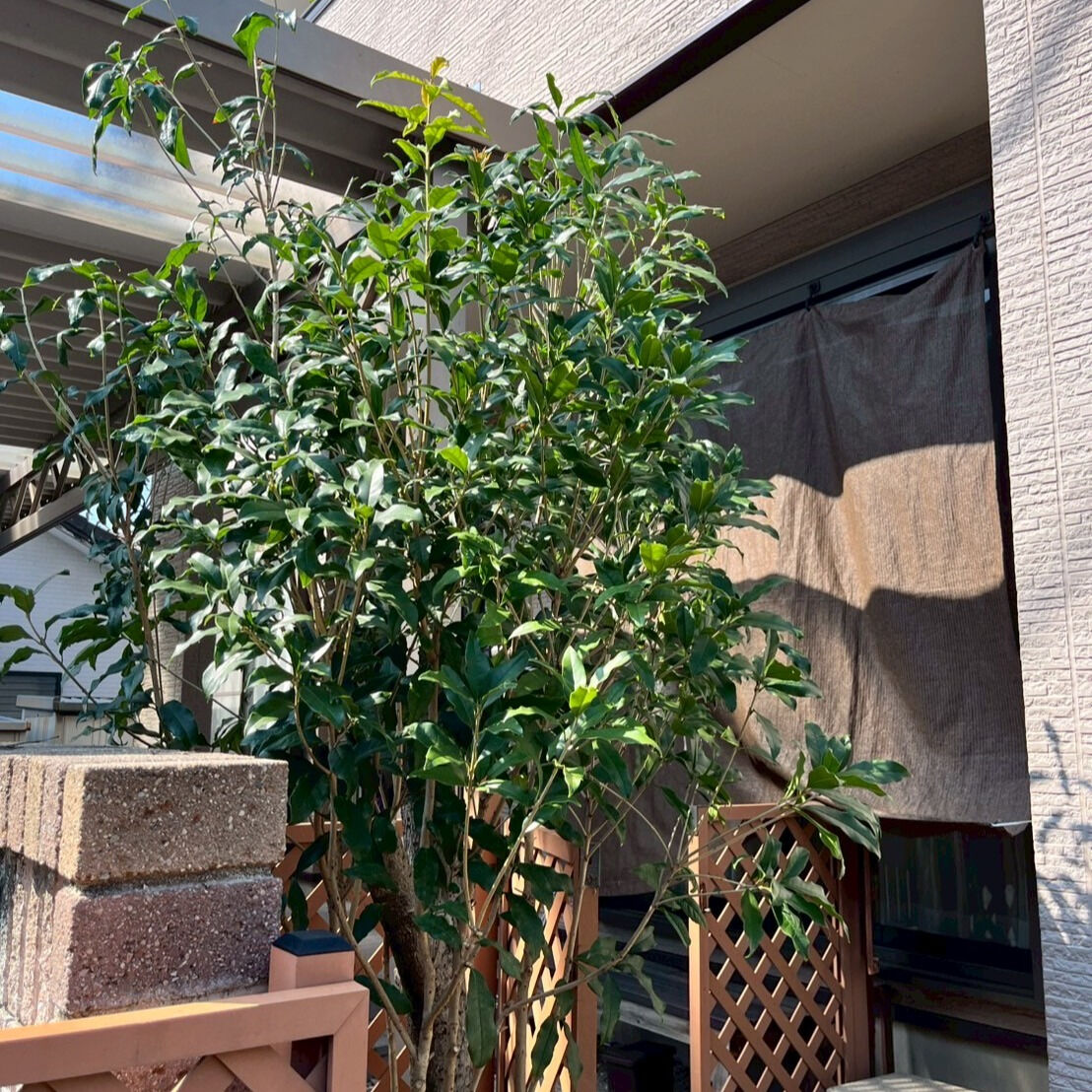 ⭐枝切り⭐