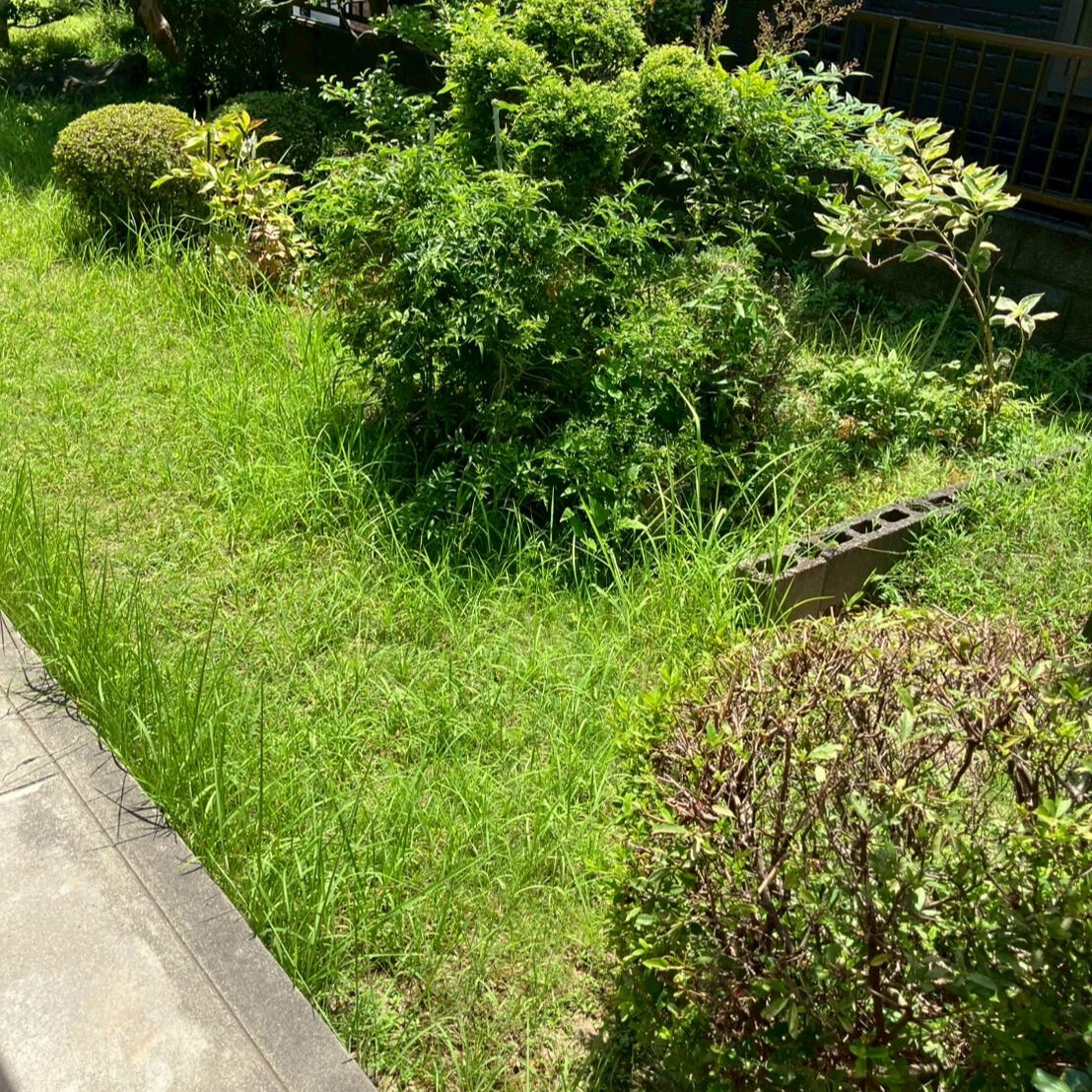 ⭐草刈り⭐