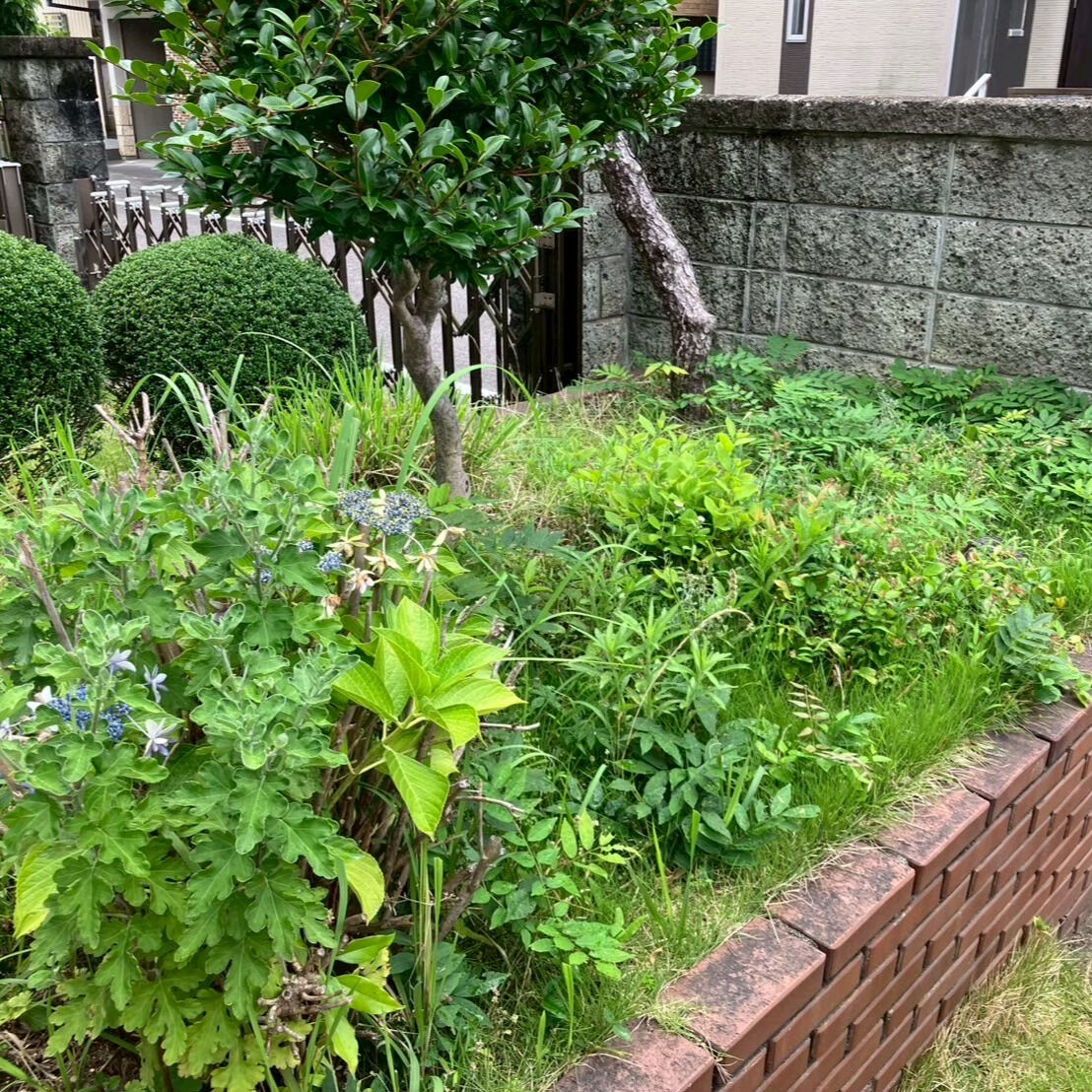 ⭐草取り⭐