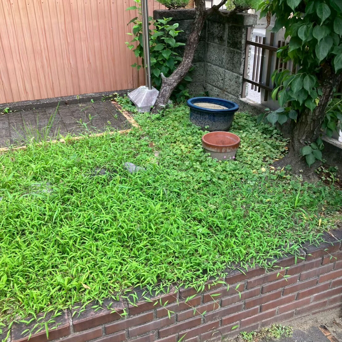 ⭐草取り⭐