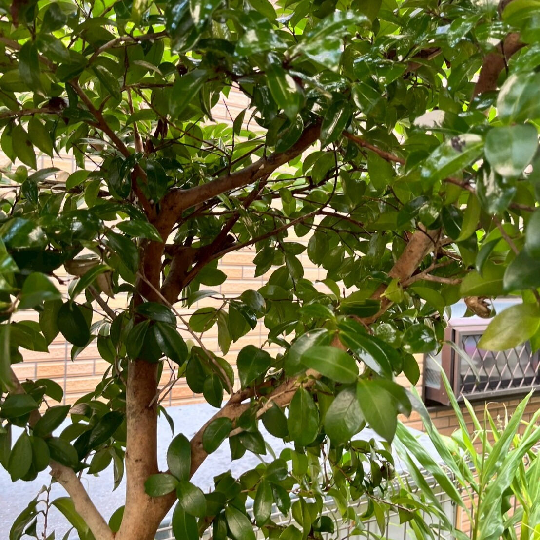 ⭐スズメバチ駆除⭐