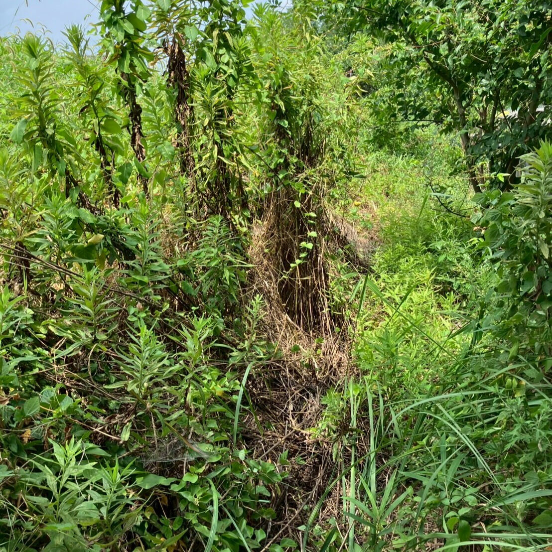 ⭐草刈り⭐