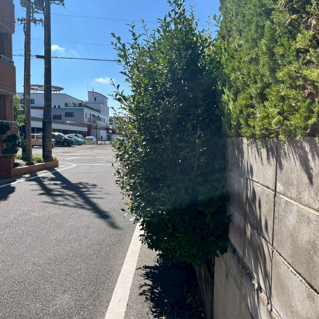 ⭐垣根剪定⭐