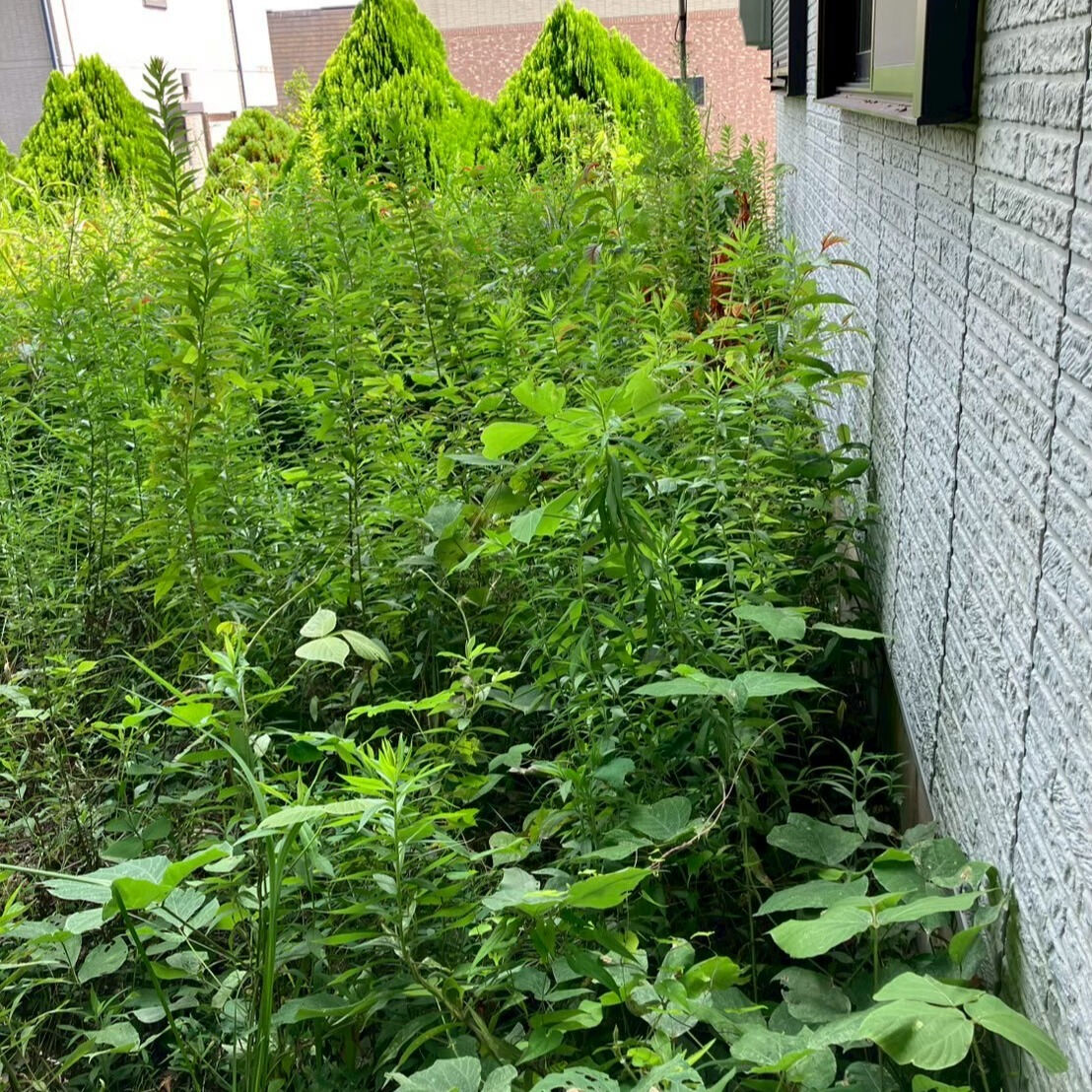 ⭐草抜き⭐