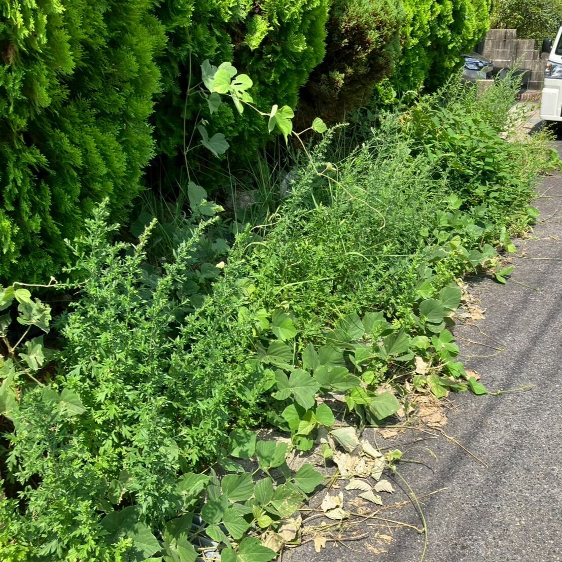 ⭐草抜き⭐