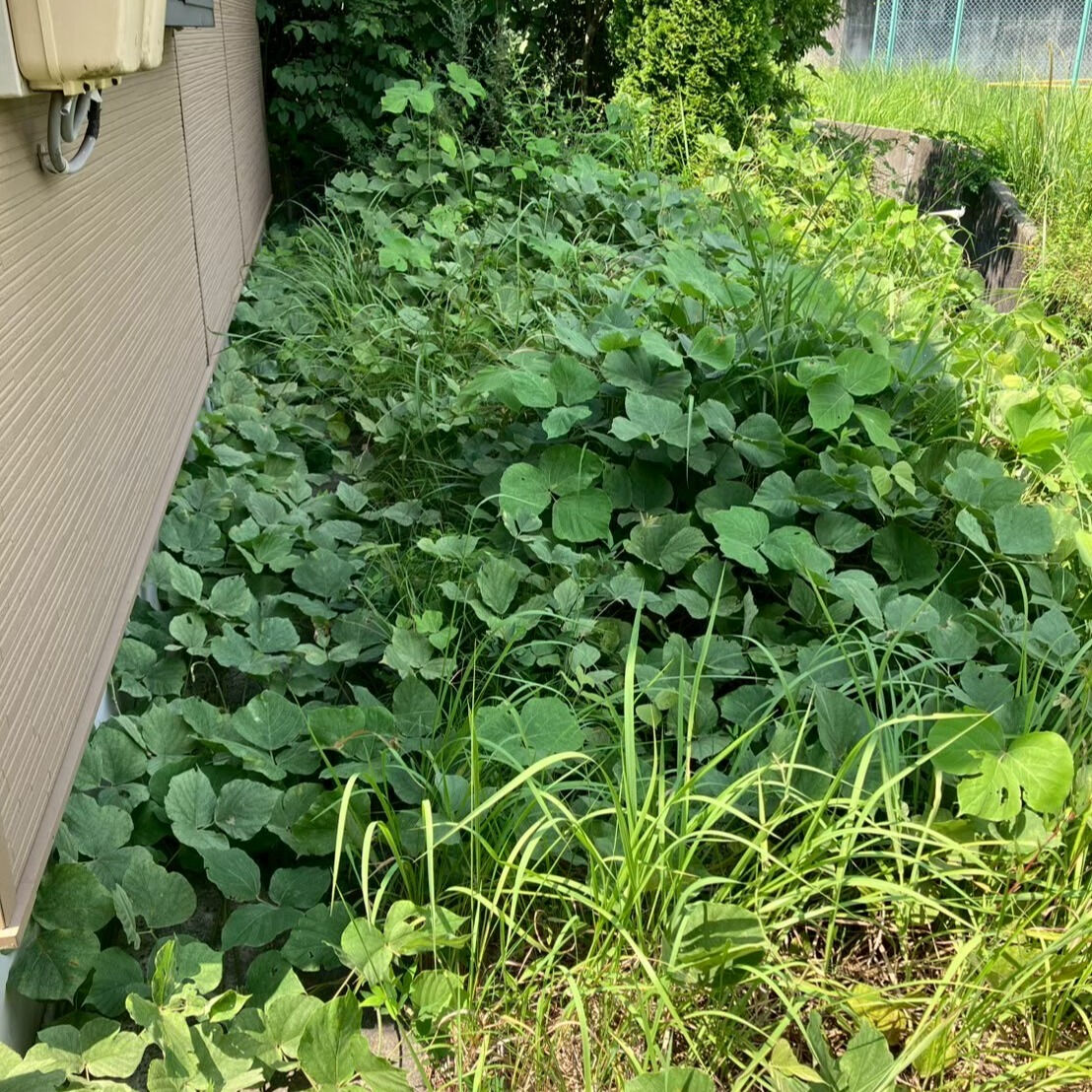 ⭐草抜き⭐