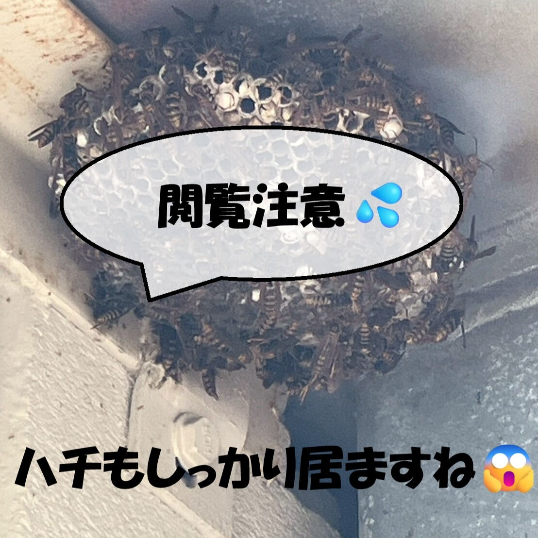 ⭐蜂の巣駆除⭐
