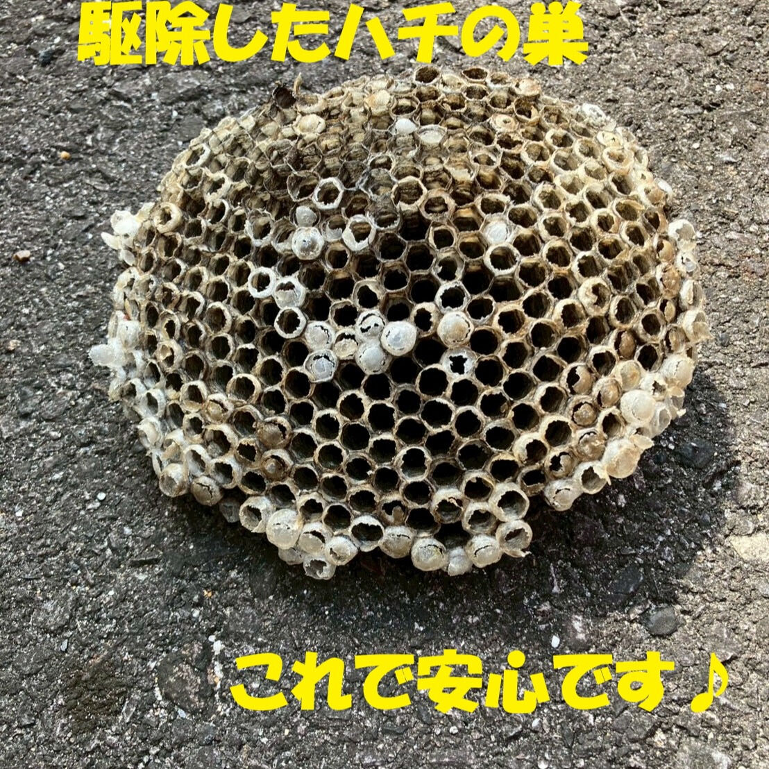 ⭐蜂の巣駆除⭐
