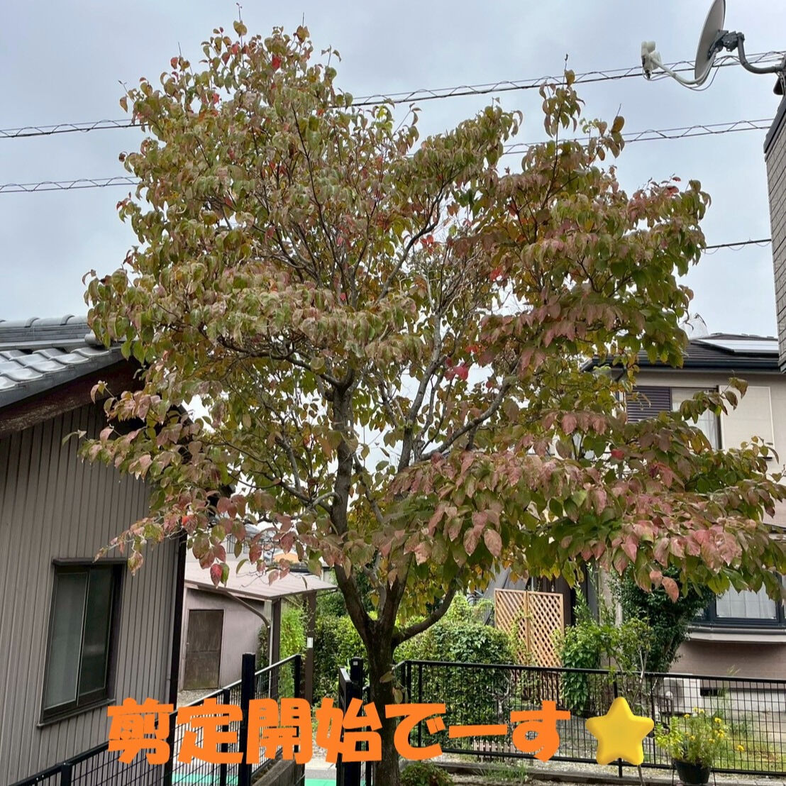 ⭐剪定⭐