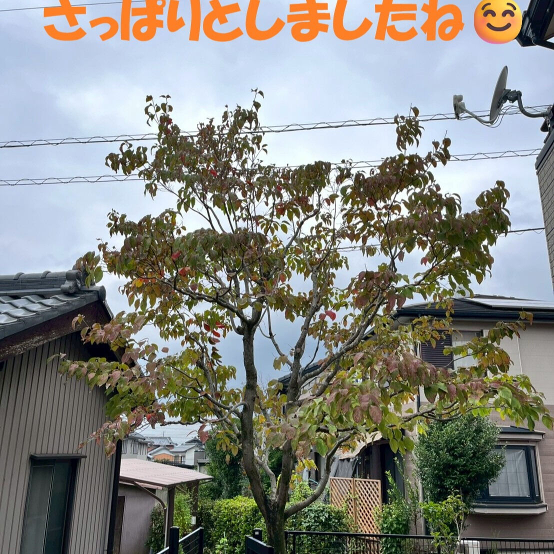 ⭐剪定⭐