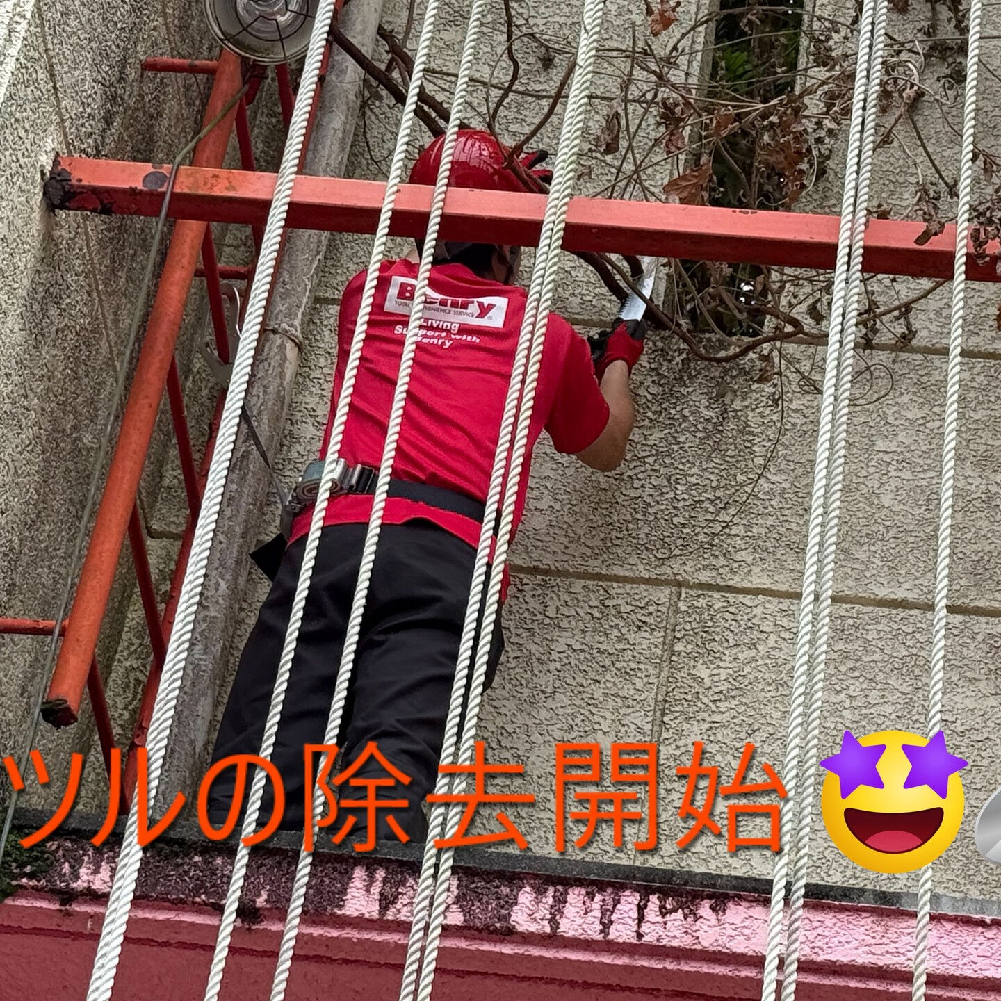 ⭐ツルの除去⭐