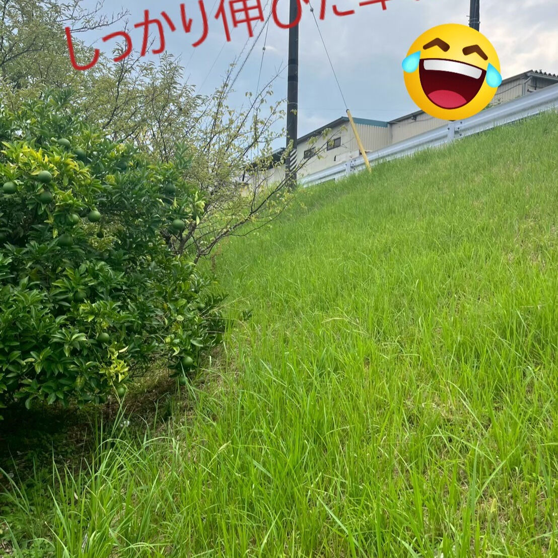 ⭐草刈り⭐