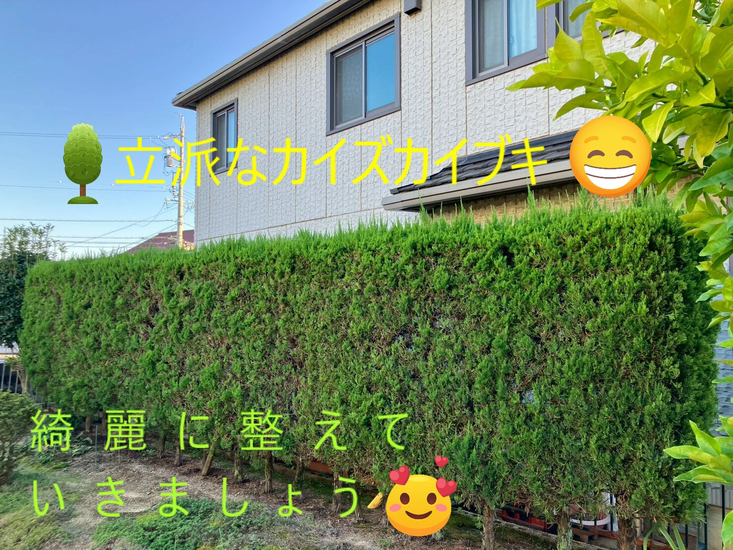 ⭐剪定⭐