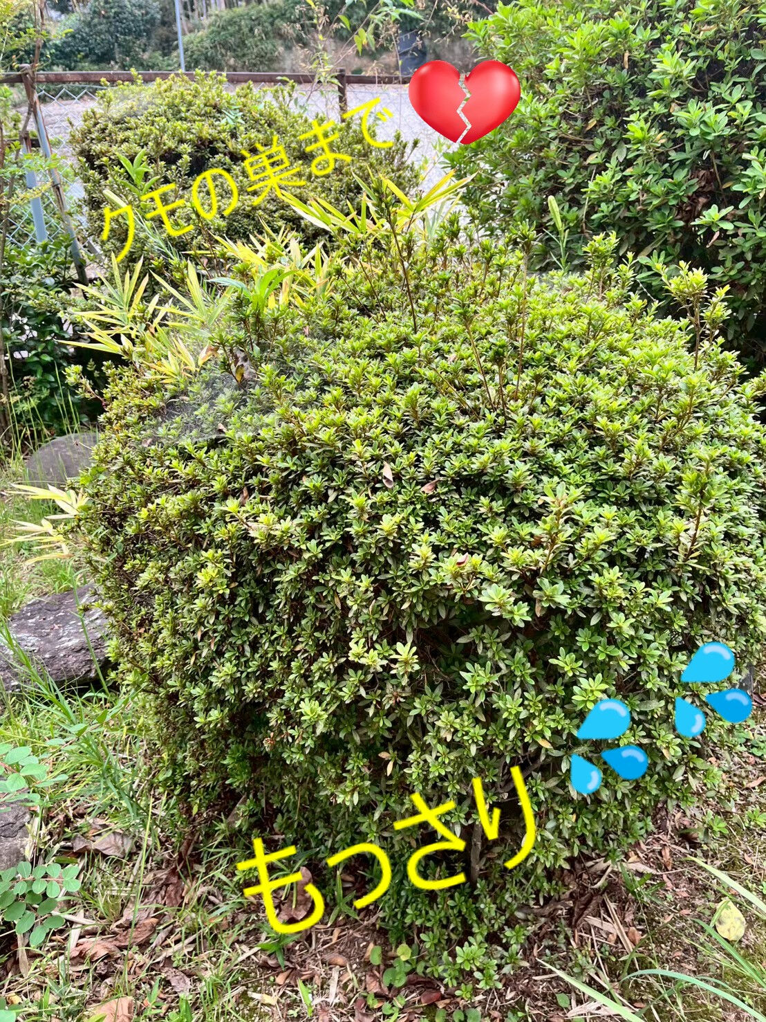 ⭐剪定⭐