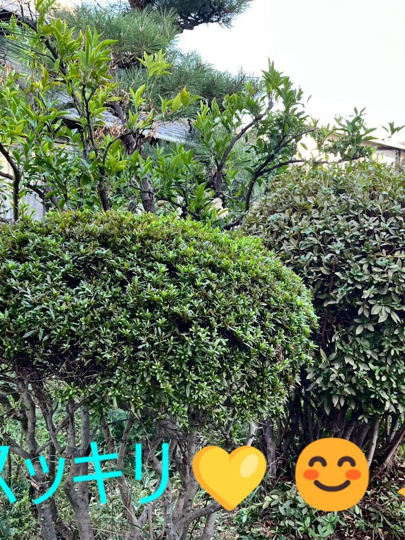 ⭐剪定⭐