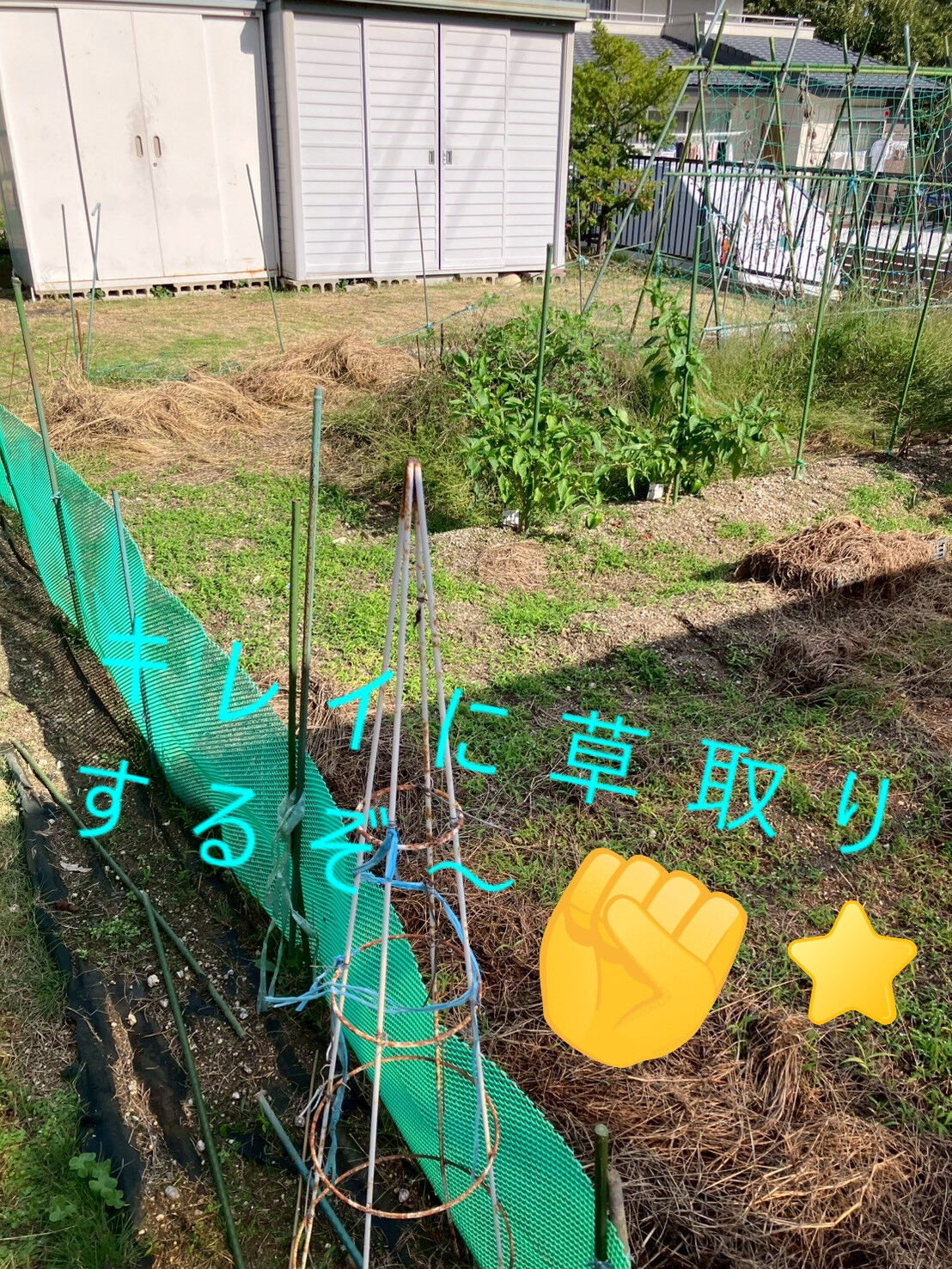 ⭐草取り⭐