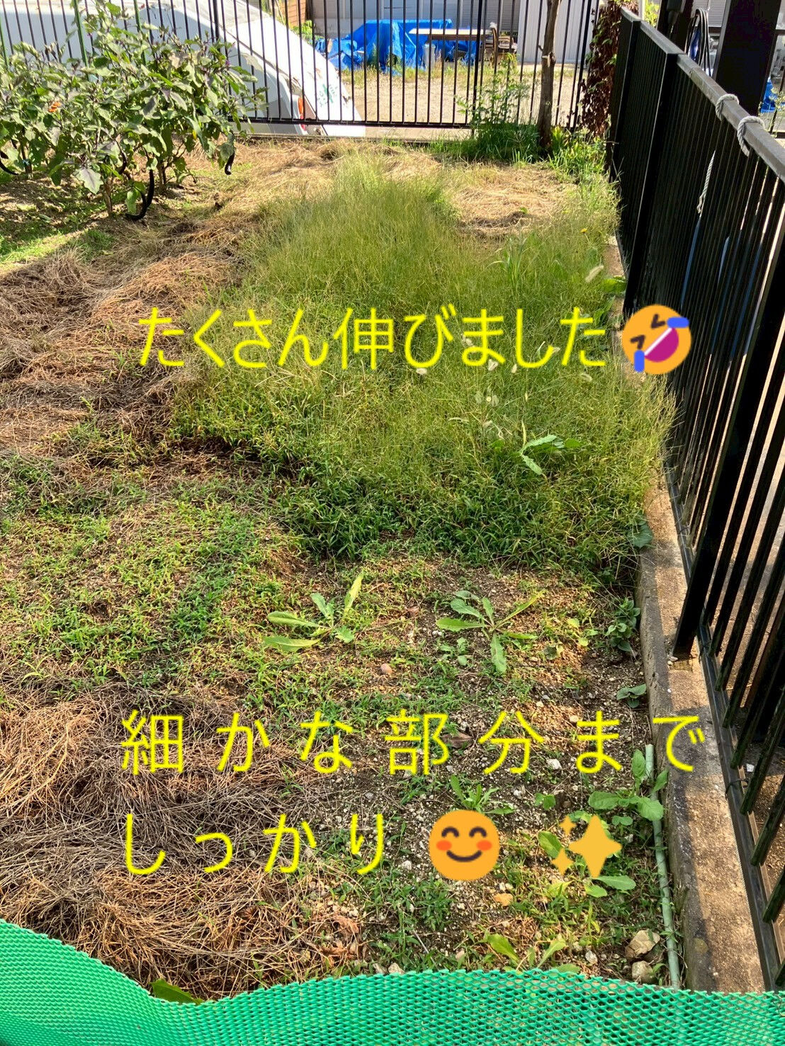 ⭐草取り⭐