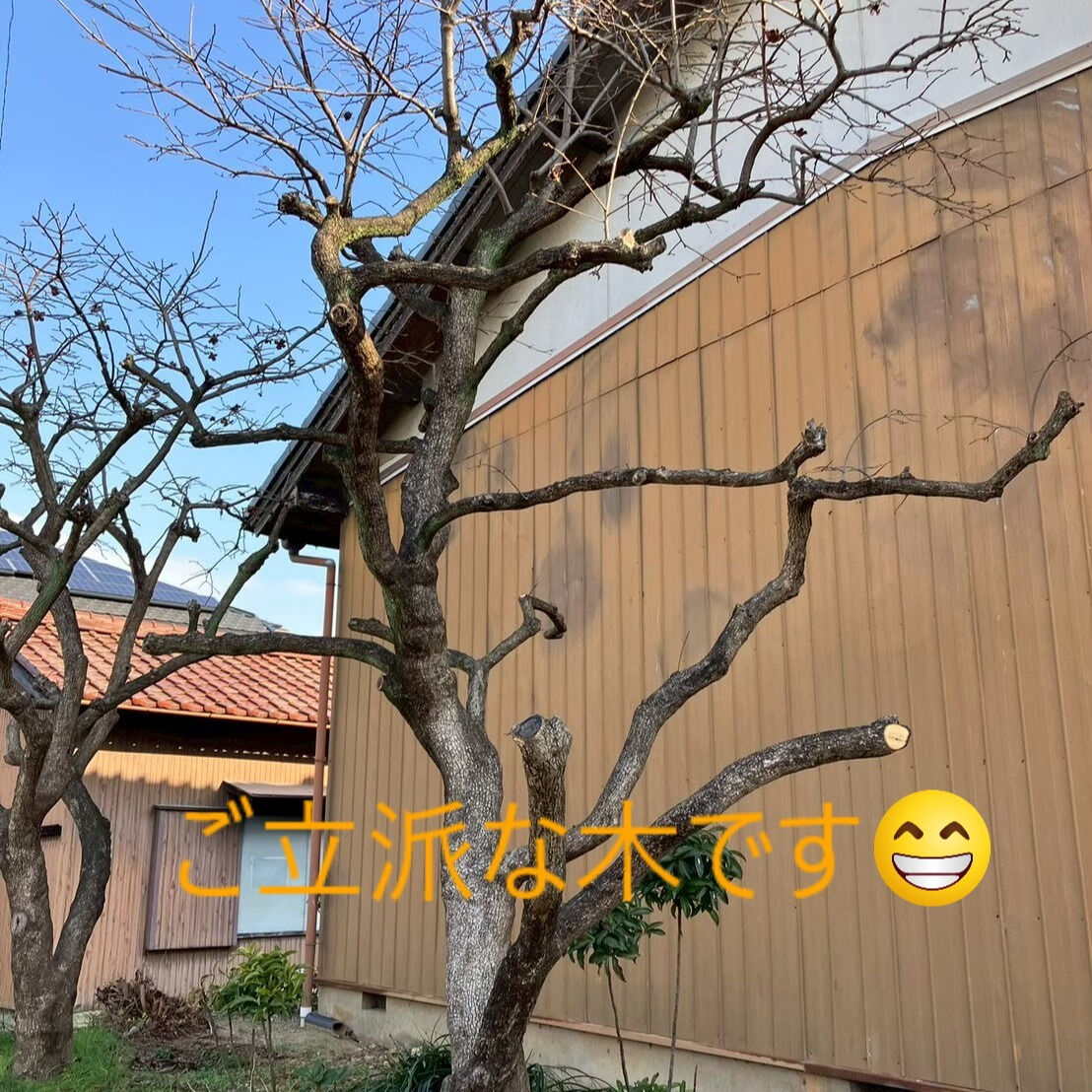 ⭐伐木⭐