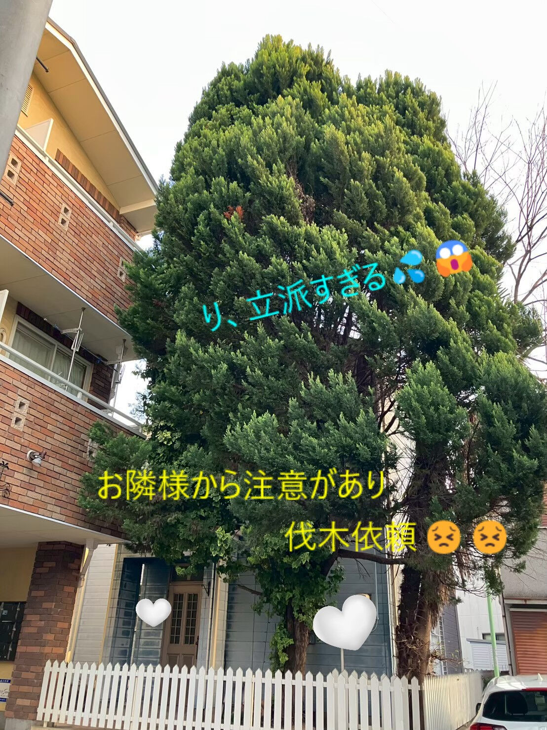 ⭐巨大な伐木作業⭐