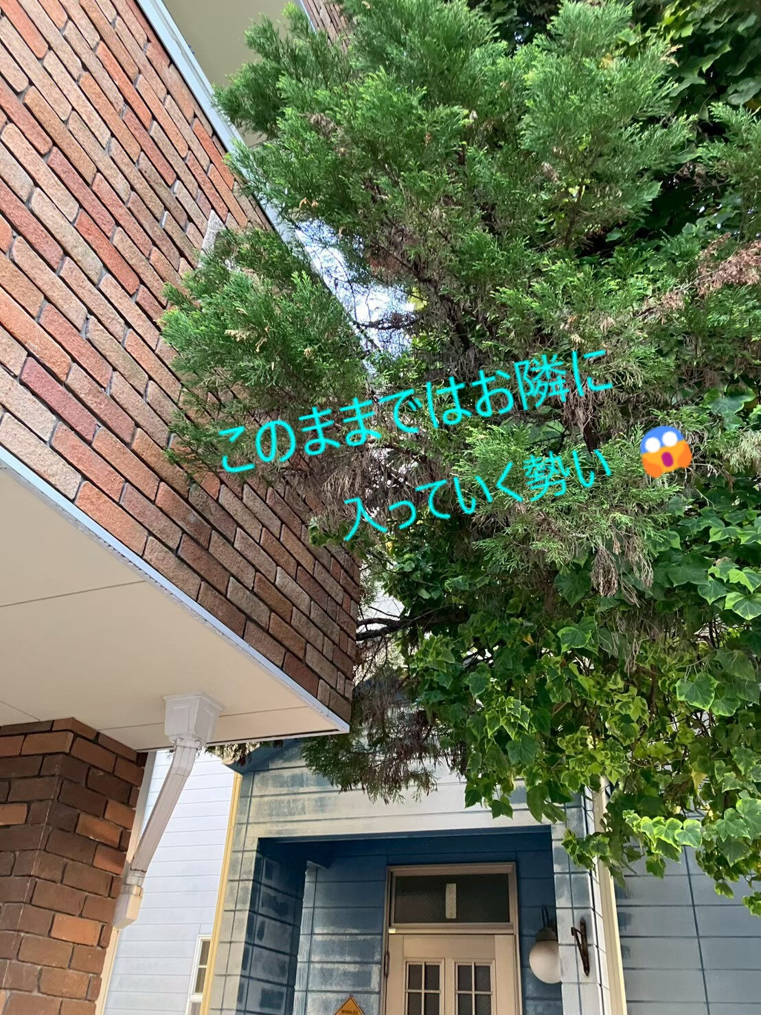 ⭐巨大な伐木作業⭐