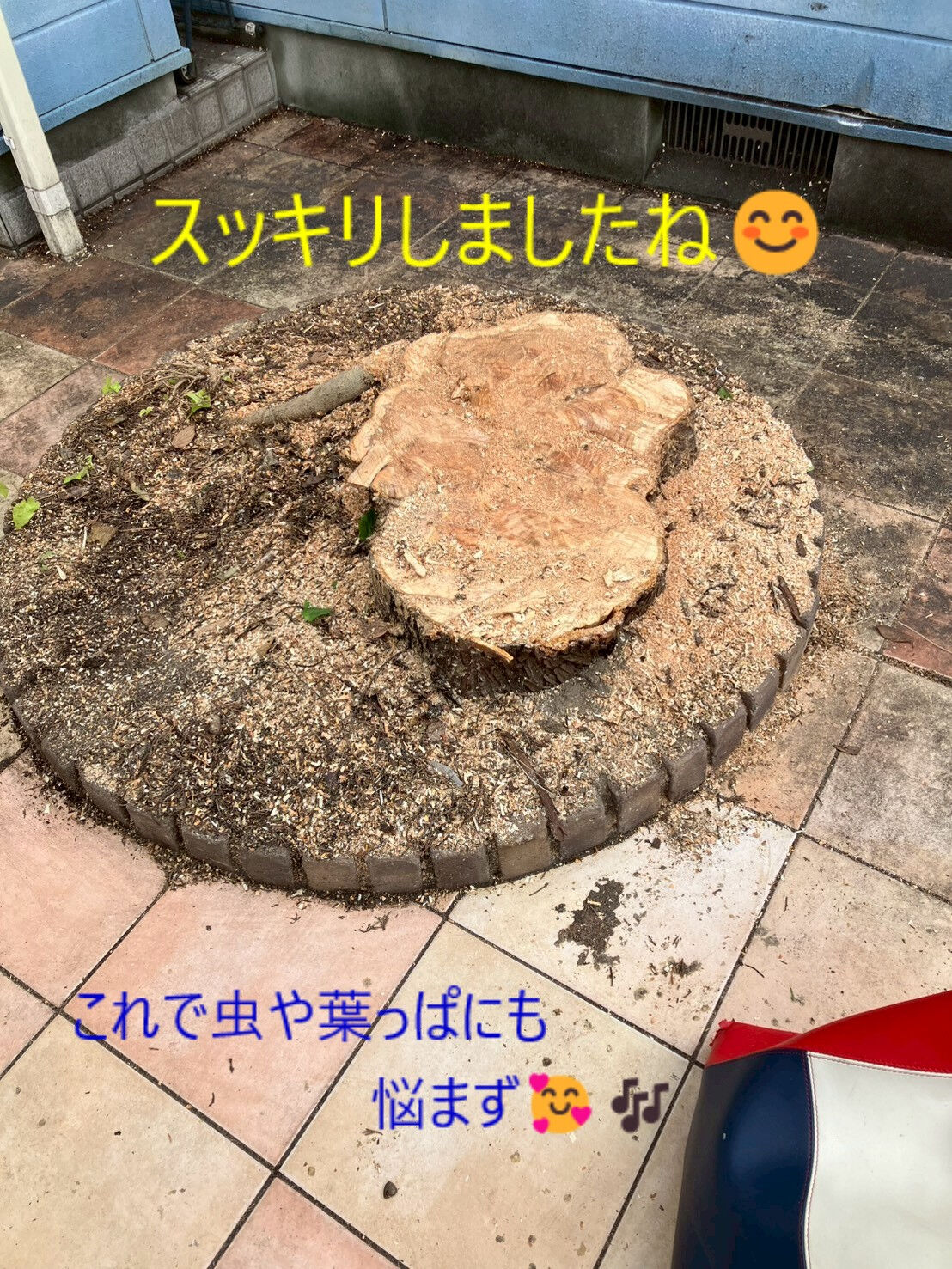 ⭐巨大な伐木作業⭐